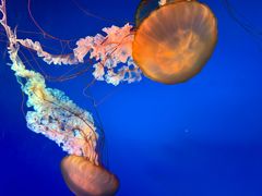 -太平洋海底世界