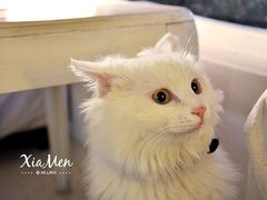 白馆的猫猫2-Babycat私家御饼屋(龙头路二店)