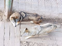 -青藏高原野生动物园