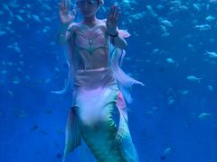 -合肥海洋世界