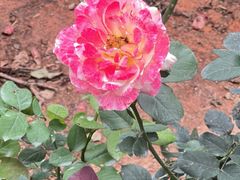 -人民公园(罗湖区)