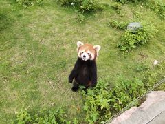-灵玲国际马戏城