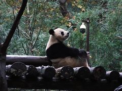 -都江堰中华大熊猫苑