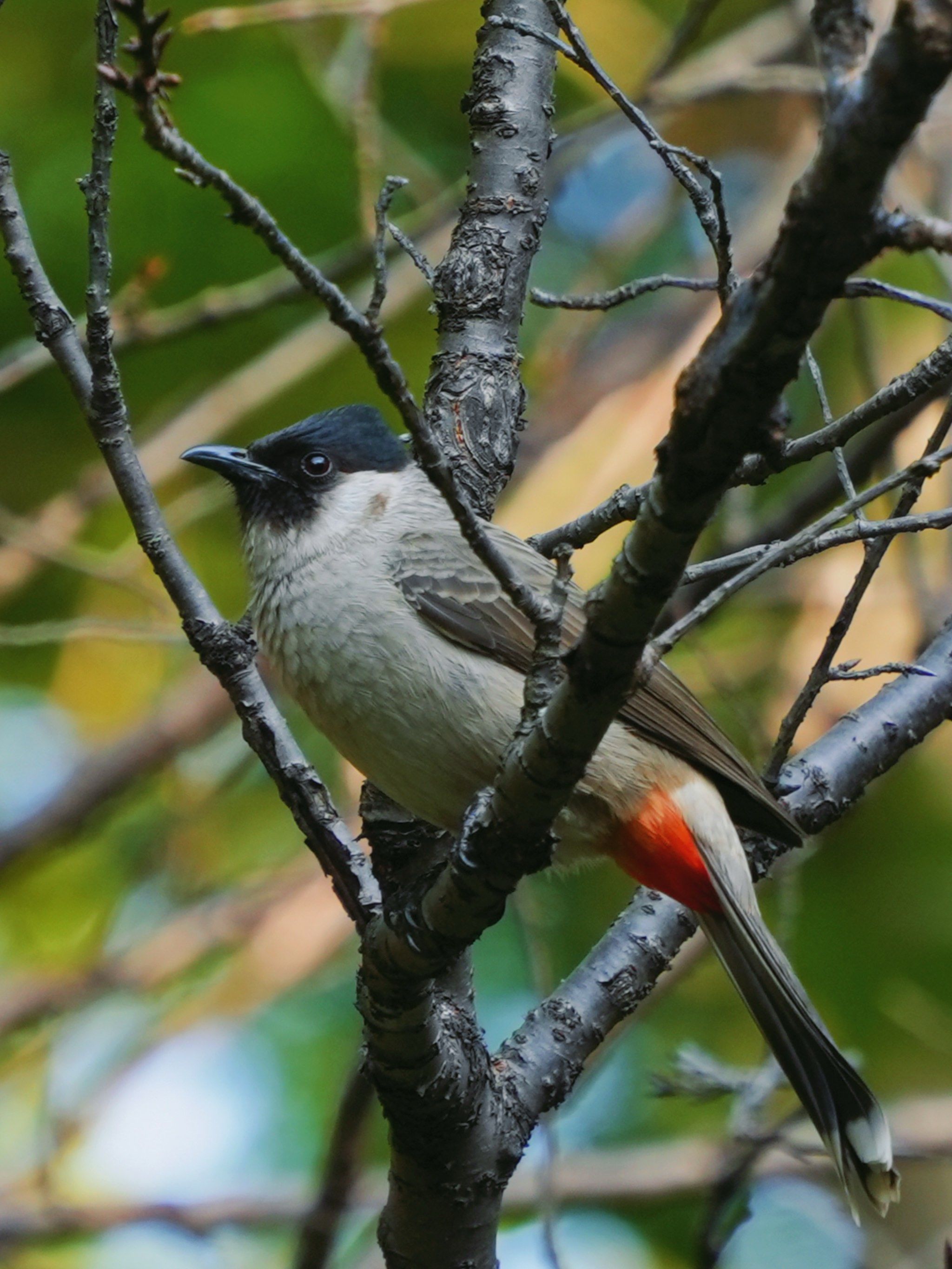 冬季观鸟|黑头红屁股的鸟叫声挺好听的👂