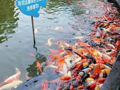 -合肥野生动物园