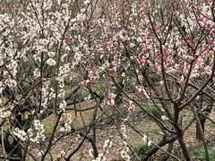 -香雪海