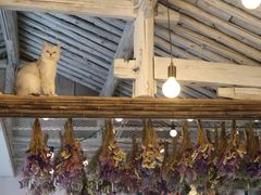 -喵屿·大理花园猫咖