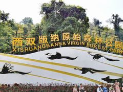 -西双版纳原始森林公园