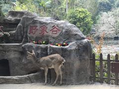 -野象谷景区