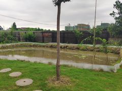 -南汇新场正宗水蜜桃采摘