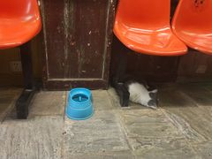 -猫咪博物馆(顶澳仔猫街店)