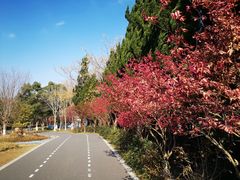 -东平国家森林公园