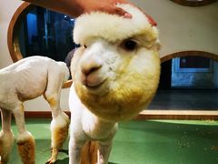-藦茜花园宠物主题亲子互动体验馆(国顺东路店)