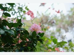 -行人小筑·茶馆(岑村火炉山分店)