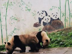 -中国大熊猫保护研究中心雅安碧峰峡基地