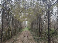 -合肥滨湖国家森林公园