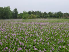 -白鹭湾湿地公园