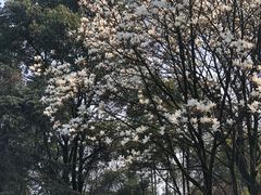 -南山植物园