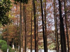 -番禺大夫山森林公园