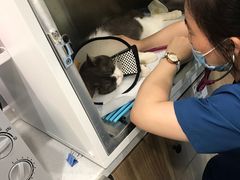 -萌兽医馆·犬猫专科·眼科中心·宠物医院(朝阳门分院)