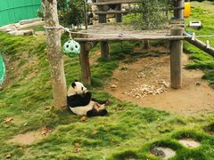 -西霞口神雕山野生动物世界