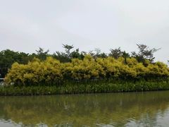 -大湾区中央湿地公园