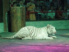 -清迈夜间动物园