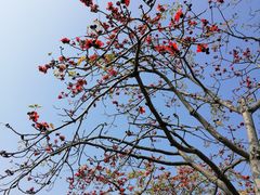 -忆夏爽黑仔漳州四果汤(顶澳仔猫街店)