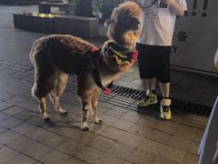 -韵姐牛奶甜品世家