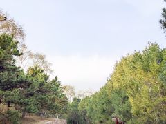 -云岗森林公园