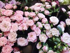 -双季花艺园艺市场(浦东店)