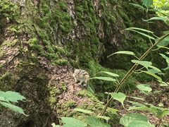 -五营红松林海景区