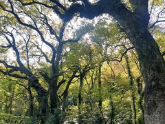 -普陀山风景区-佛顶山