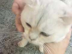 -集宠猫柠宠物生活馆