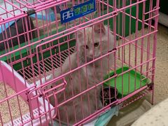 -皖宠联盟宠爱优家宠物医院(中兴西湖店)