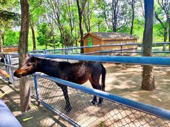 -长白岛森林公园