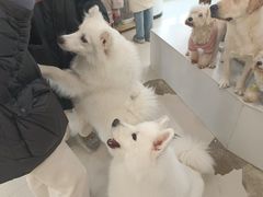 -共舞时光猫咖·狗咖(新街口店)