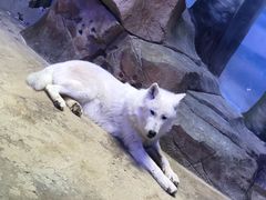 -芜湖新华联大白鲸海洋公园