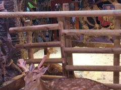 -正佳雨林生态植物园