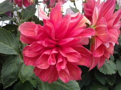 IMAG4476-娜娜度假小旅馆