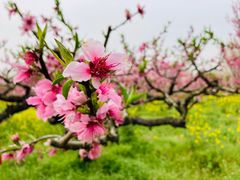 -南汇桃花村