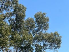 -昆山城市生态森林公园