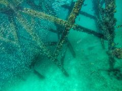 -东姑阿都拉曼海洋公园