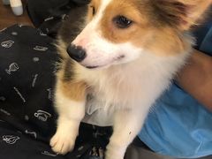 -柯斗斗主题餐厅·狗咖·围炉煮茶·茶饮(国瑞升平里店)