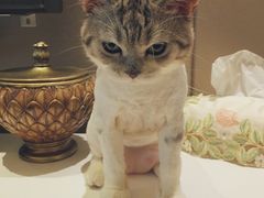 -Bastet sally猫舍购宠(静安店)
