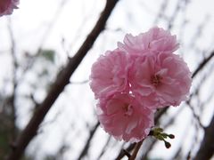 -观澜山水田园