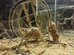 -绿色星球动物主题公园