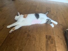 -北京赛佳动物医院