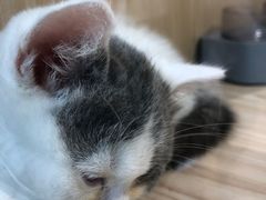 -屋虎猫馆(宝安大仟里店)