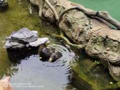 -广州长隆野生动物世界